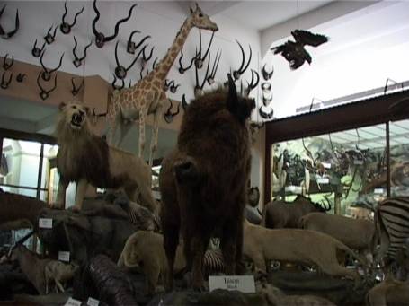 Steyl : Missionsmuseum, die zoologische Tierwelt Ausstellung